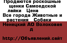 Продаются роскошные щенки Самоедской лайки › Цена ­ 40 000 - Все города Животные и растения » Собаки   . Ненецкий АО,Волоковая д.